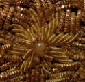 bullion-gold-embroidery-flower